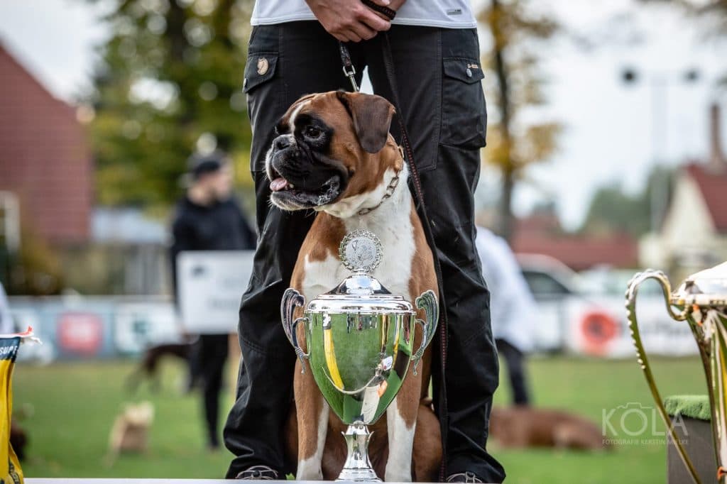 Boxer-Familienhund der Zucht von der Kleinen Hexe