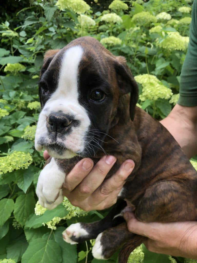 Boxer puppy