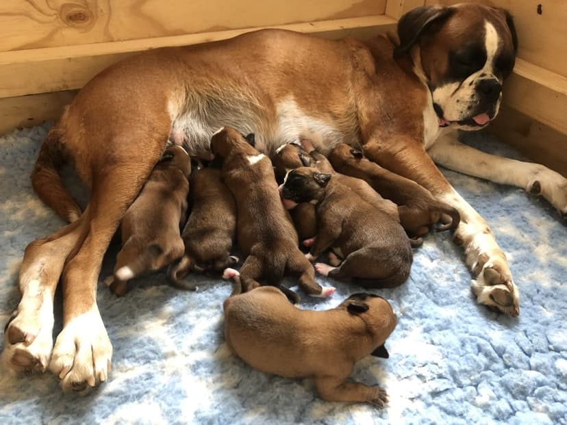 Unsere J-Wurf Boxer Welpen entwickeln sich prächtig