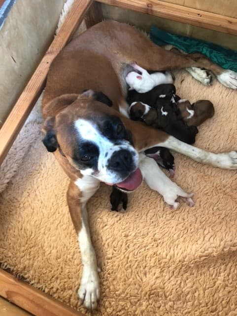 Unsere L-Wurf Boxer Welpen entwickeln sich prächtig