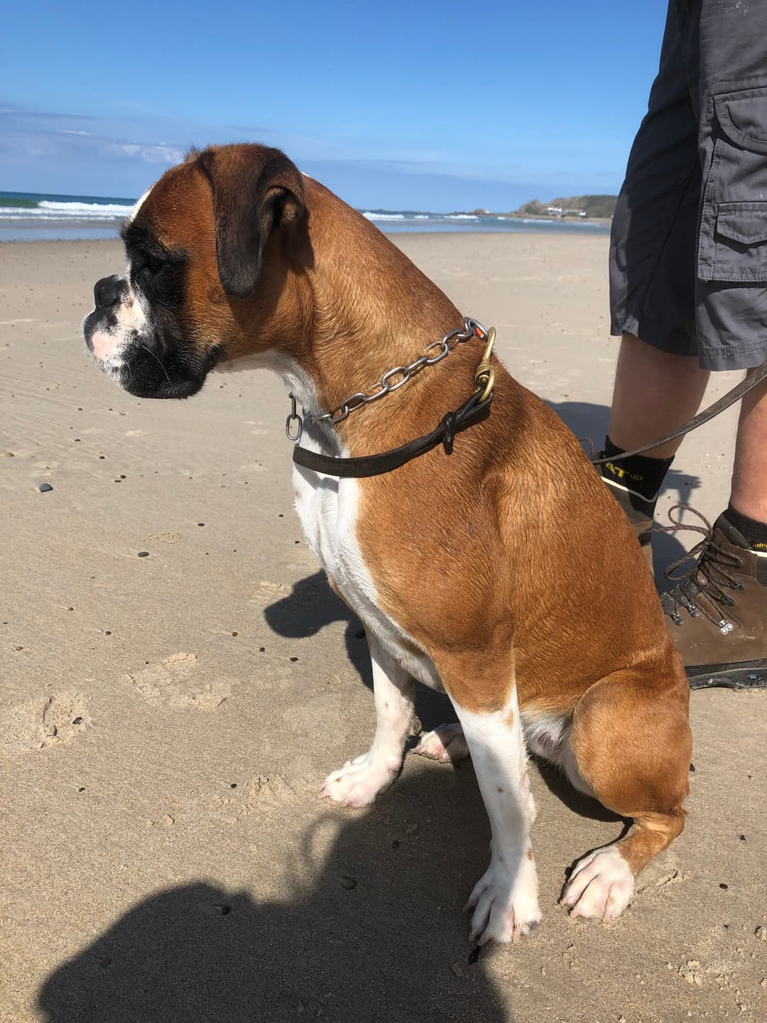 Vanta v.d. Frankenburg